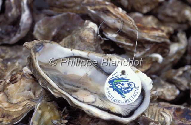 huitre oleron 26.JPG - Huitre creuse ouverte à l'aide du système FizzOstréiculture, Paimpol, France